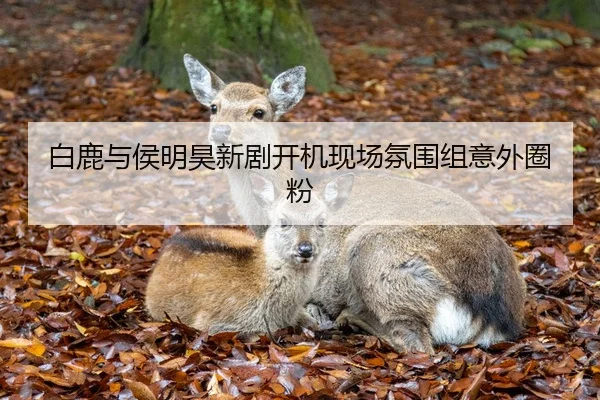 白鹿与侯明昊新剧开机现场氛围组意外圈粉